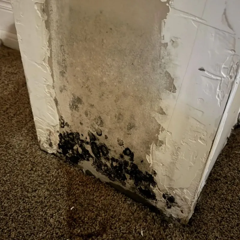 Professional Mold Removal in Gnadenhutten, OH